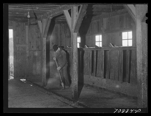 Lee Wagoner sweeps up his milking barn. Black Canyon Project, Canyon County, Idaho