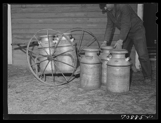 Putting out the milk cans. Canyon County, Idaho