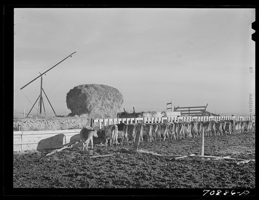 Untitled photo, possibly related to: Dairy cattle on farm on Black Canyon Project. Canyon County, Idaho