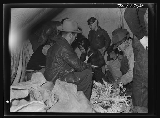Untitled photo, possibly related to: In the judges tent at cornhusking contest. Ontario, Oregon