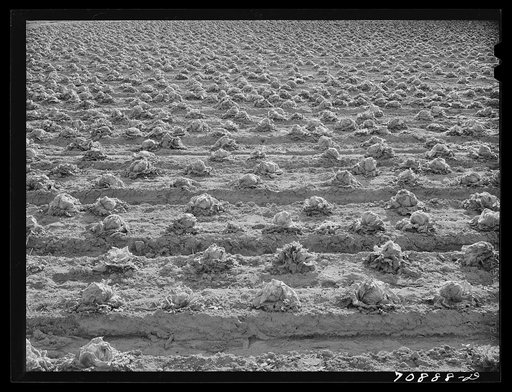 Untitled photo, possibly related to: Lettuce rotting in the field. Canyon County, Idaho. When the price went low at the end of the season, the lettuce was left in the fields; in some places cattle and sheep were turned in to eat it, and in others it will be plowed under