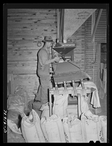 Filling sacks with red clover seed. Ontario, Oregon