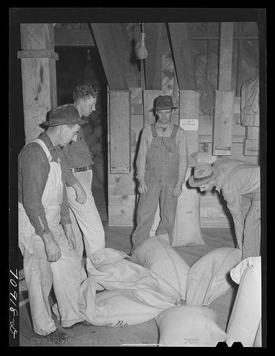 Emptying uncleaned seed into bins. It will then be cleaned, sorted, and resacked. Ontario, Oregon