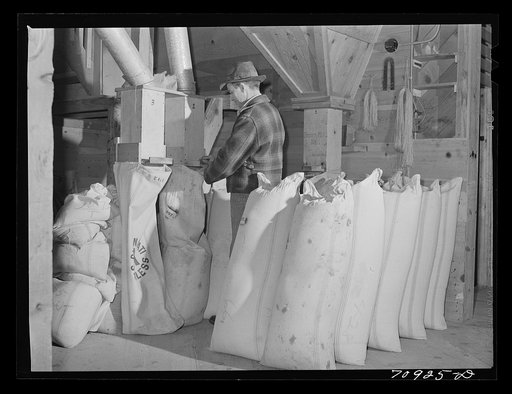 Sacking red clover seed at seed mill. Ontario, Oregon