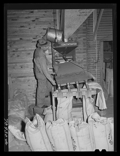 Untitled photo, possibly related to: Filling sacks with red clover seed. Ontario, Oregon