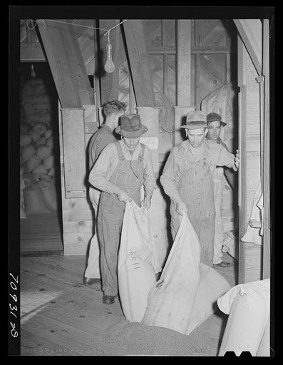 Pouring uncleaned seed into bin. It will then be cleaned. etc. Seed mill, Ontario, Oregon