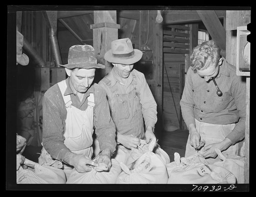 Sewing up sacks of seed. Seed mill, Ontario, Oregon
