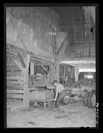 Untitled photo, possibly related to: Dairy farmer unloading field beets in his barn. Tillamook County, Oregon