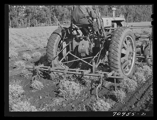Salinas, California. Intercontinental Rubber Producers cultivating two-year guayule plants. Guayule grows wild in parts of Texas, Arizona, and Mexico. The only cultivated fields of guayule are at Salinas