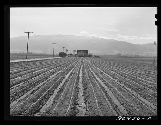 Salinas, California. Young lettuce