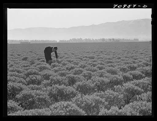 Untitled photo, possibly related to: Salinas, California. Intercontinental Rubber Producers. Four-year-old guayule plants. An acre of mature shrubs will yield from 1800 to 2500 pounds of rubber