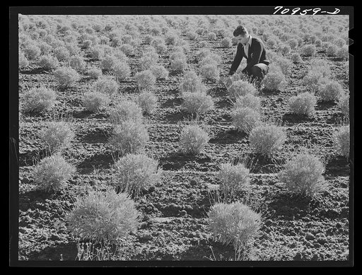 Salinas, California. Intercontinental Rubber Producers. Two-year-old guayule plants. At two years, the guayule contains about nine percent rubber of dry weight. To supply the emergency needs for rubber, these shrubs would have to be planted closer together if a two year harvest cycle were planned. R