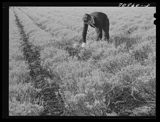 Untitled photo, possibly related to: Salinas, California. Intercontinental Rubber Producers. Four-year-old guayule plants. An acre of mature shrubs will yield from 1800 to 2500 pounds of rubber