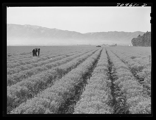 Salinas, California. Intercontinental Rubber Producers. Four-year-old guayule plants. An acre of mature shrubs will yield from 1800 to 2500 pounds of rubber