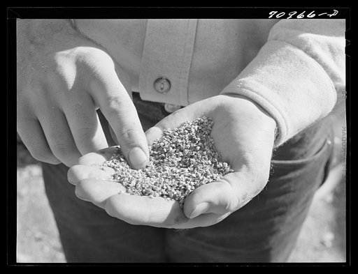 Untitled photo, possibly related to: Salinas, California. Intercontinental Rubber Producers. Guayule "worms"