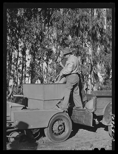 Salinas, California. Intercontinental Rubber Producers. Pouring sand into the planter used in the guayule nursery