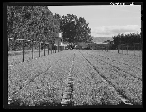 Salinas, California. Intercontinental Rubber Producers. Guayule nursery. Irrigation pipes are in elevated positions throughout the nursery. While irrigation is required in the nursery, none is needed in the fields