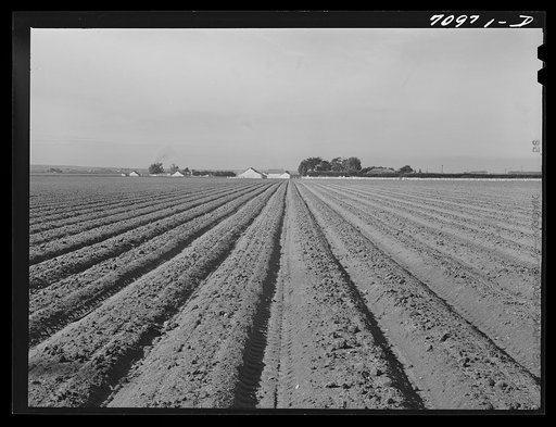 Salinas River Valley, California. Lettuce land