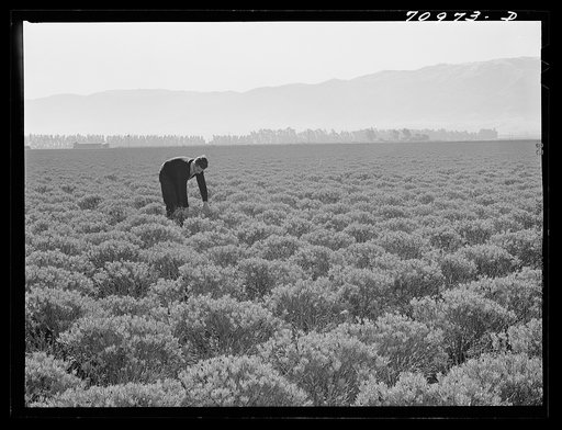 Salinas, California. Intercontinental Rubber Producers. Four-year-old guayule shrubs. Guayule requires from seven to fifteen inches of rainfall annually, ten inches being ideal for successful cultivation