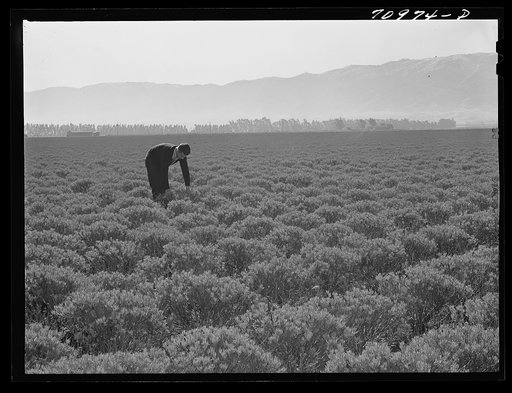 Untitled photo, possibly related to: Salinas, California. Intercontinental Rubber Producers. Four-year-old guayule shrubs. Guayule requires from seven to fifteen inches of rainfall annually, ten inches being ideal for successful cultivation