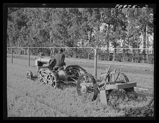 Untitled photo, possibly related to: Salinas, California. Intercontinental Rubber Producers. Demonstration of digger used in guayule nursery. In actual operations, the tops of the plants are cut off by the mower before they are dug. When transplanted, the guayule seedlings weigh about two grams