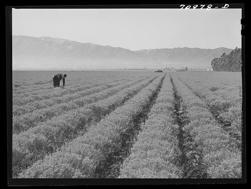 Untitled photo, possibly related to: Salinas, California. Intercontinental Rubber Producers. Four-year-old guayule shrubs. Guayule requires from seven to fifteen inches of rainfall annually, ten inches being ideal for successful cultivation
