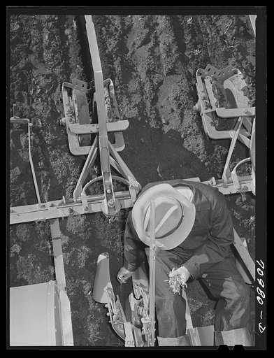 Salinas, California. Intercontinental Rubber Producers. The man on the machine is transplanting guayule seedlings into the field