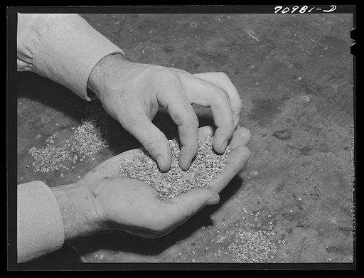 Salinas, California. Intercontinental Rubber Producers. "Worms," the form that guayule takes after being chopped and crushed and put in settling tanks
