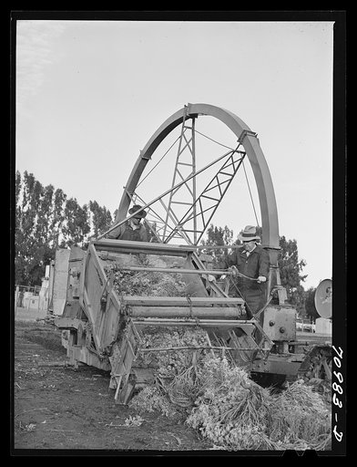 Salinas, California. Intercontinental Rubber Producers. Demonstration of combined harvester and chopper of guayule. This machine was designed and built by the company