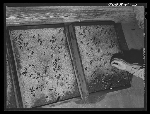 Salinas, California. Intercontinental Rubber Producers. Guayule seedlings in nursery to be used in seed propagation tests