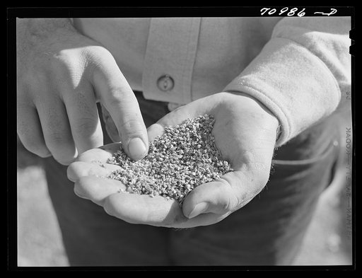 Salinas, California. Intercontinental Rubber Producers. Guayule "worms"