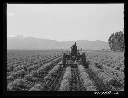 Salinas, California. Intercontinental Rubber Producers. Cultivating two-year-old guayule plants. This is the only place in the world where guayule is now cultivated