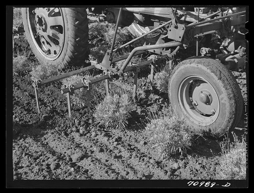 Salinas, California. International rubber producers. Detail of guayule cultivator