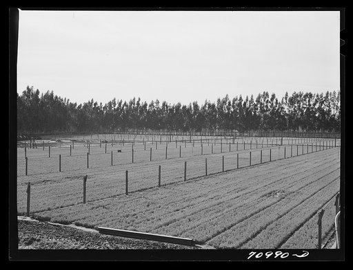 Salinas, California. Intercontinental Rubber Producers. Guayule seedlings in the nursery. Elevated irrigation pipes are installed throughout. There are approximately 70,000 seedlings to the acre in the nursery