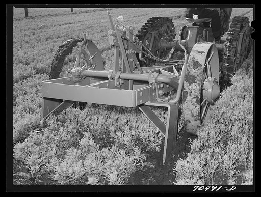 Salinas, California. Intercontinental Rubber Producers. Demonstration of digger used in guayule nursery. In actual operations, the tops of the plants are cut off by the mower before they are dug. When transplanted, the guayule seedlings weigh about two grams