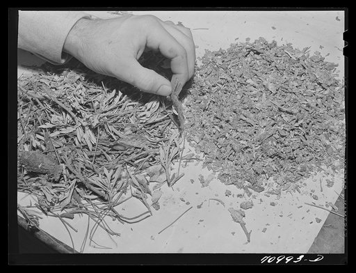 Salinas, California. Intercontinental Rubber Producers. Chopped and crushed guayule. The shrub is treated like this before going through various rollers in the factory in the process of rubber extraction