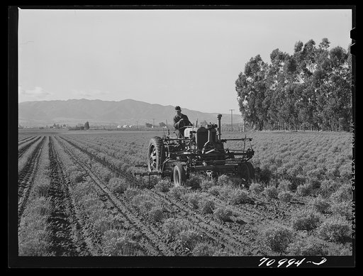 Salinas, California. Intercontinental Rubber Producers. Cultivating two-year-old guayule shrubs. For the first two years in the fields the shrubs are cultivated frequently to keep down weeds and break up the soil which crusts easily