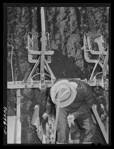 Untitled photo, possibly related to: Salinas, California. Intercontinental Rubber Producers. Man on machine are transplanting guayule seedlings into the field. All machines used in guayule culture were designed and built in the company shops, mostly from standard parts