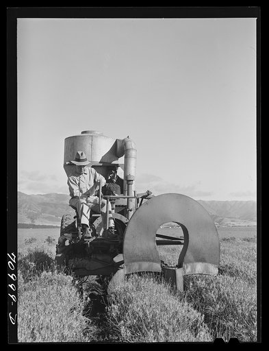 Salinas, California. Intercontinental Rubber Producers. Gathering guayule seed by means of a vacuum