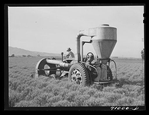 Salinas, California. Intercontinental Rubber Producers. Gathering guayule seed by means of a vacuum