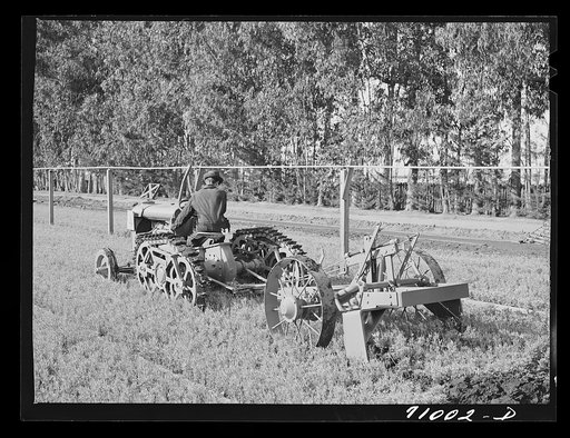 Salinas, California. Interncontinental rubber producers. Demonstration of digger used in guayule nursery. In actual operations, the tops of the plants are cut off by the mower before they are dug. When transplanted, the guayule seedling weighs about two grams