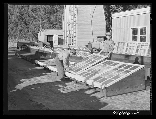 Salinas, California. Intercontinetal rubber producers. Putting glass frames over drying guayule seed at the nursery