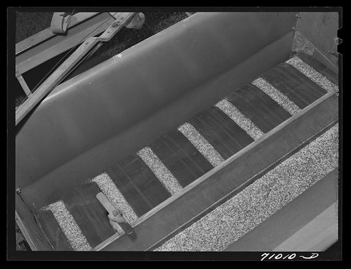 Salinas, California. Intercontinental Rubber Producers. Guayule seed mixed with sawdust in the planter used in the nursery