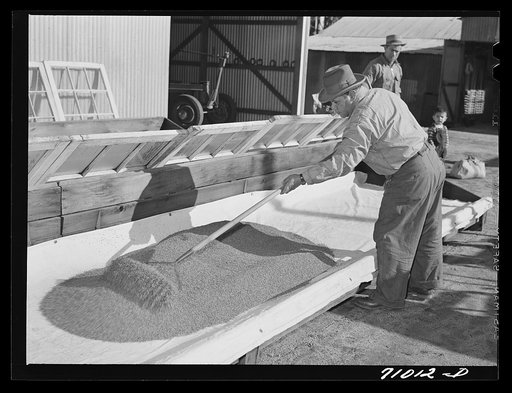Salinas, California. Intercontinental Rubber Producers. Spreading guayule seed in flats for drying