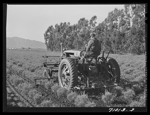 Salinas, California. Intercontinental Rubber Producers. Cultivating guayule shrubs