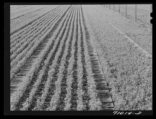 Salinas, California. Intercontinental Rubber Producers. Guayule seedlings in the nursery