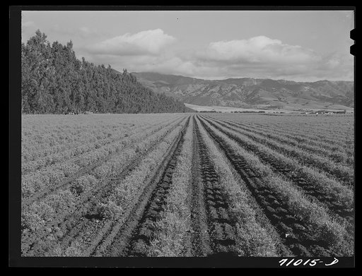 Salinas, California. Intercontinental Rubber Producers. Two-year-old guayule shrubs