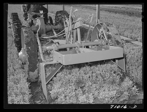 Salinas, California. Intercontinental Rubber Producers. Digger of seedlings in the guayule nursery
