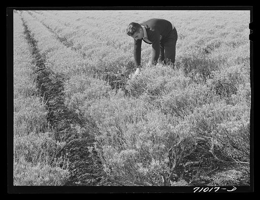 Salinas, California. Intercontinental Rubber Producers. Four-year-old guayule shrubs. To the layman, guayule looks a great deal like sage brush