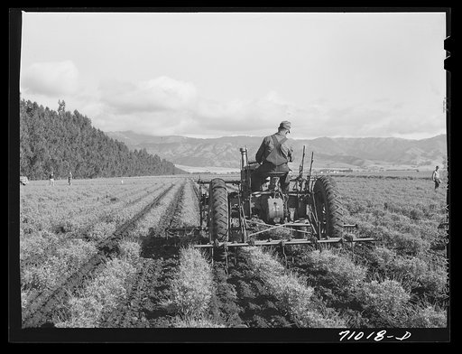 Salinas, California. Intercontinental Rubber Producers. Cultivating two-year-old guayule shrubs